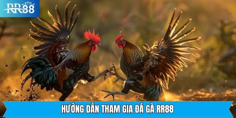 Tham gia đặt kèo đá gà RR88 dễ dàng tại sân chơi Tham gia đặt kèo đá gà RR88 dễ dàng tại sân chơi