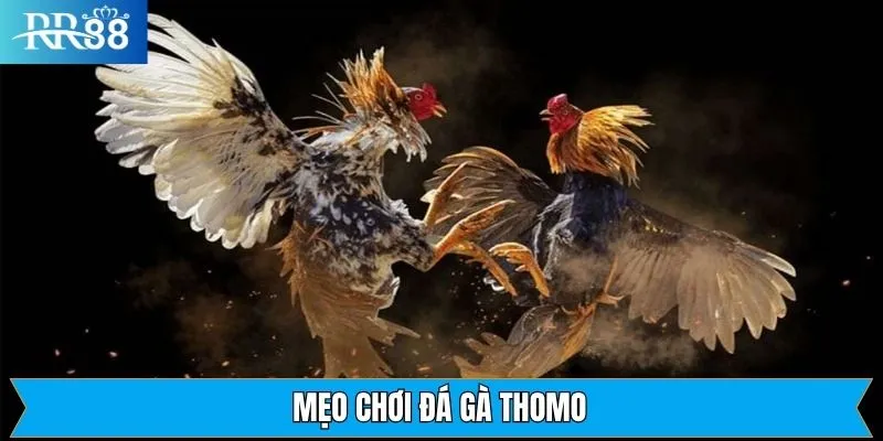 Mẹo Chơi Đá Gà Thomo RR88 - Chiến Lược Hiệu Quả Từ Chuyên Gia 